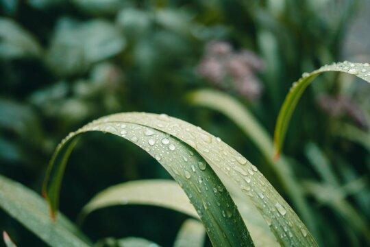 Капли дождя на растениях. Фото Free for commercial use, No attribution required. Бесплатное стоковое фото для свободного скачивания
