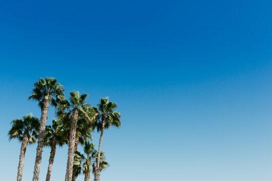 Пальмы. Голубое Небо. Фото Free for commercial use, No attribution required. Бесплатное стоковое фото для свободного скачивания