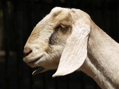 Портрет козы. Фото Свободно для коммерческого использования, Атрибуция не требуется. Бесплатное стоковое фото для свободного скачивания