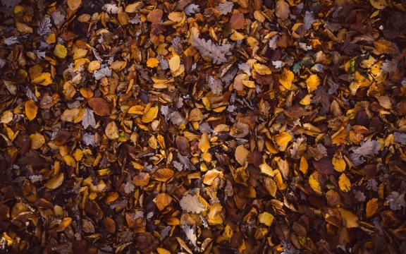Осенние листья (18). Фото Свободно для коммерческого использования, Атрибуция не требуется. Бесплатное стоковое фото для свободного скачивания