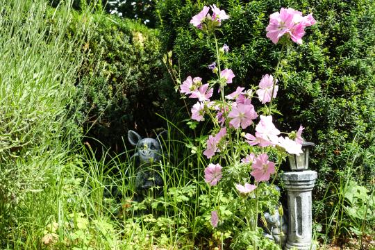 Мальвовый сад. Фото Свободно для коммерческого использования, Атрибуция не требуется. Бесплатное стоковое фото для свободного скачивания