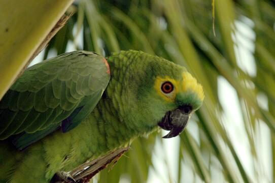 Зеленый попугай (3). Фото Свободно для коммерческого использования, Атрибуция не требуется. Бесплатное стоковое фото для свободного скачивания