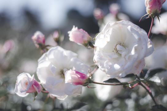 белые розы. Фото Free for commercial use, No attribution required. Бесплатное стоковое фото для свободного скачивания