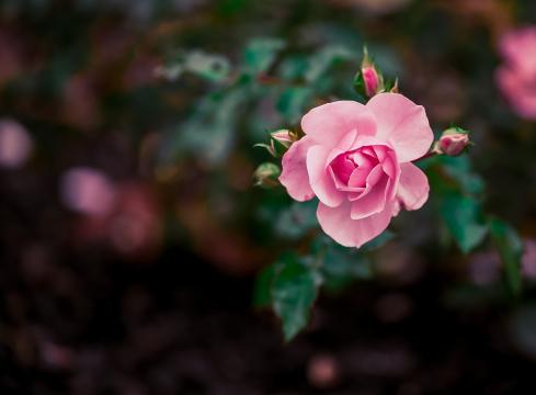Розовая роза. Фото Свободно для коммерческого использования, Атрибуция не требуется. Бесплатное стоковое фото для свободного скачивания