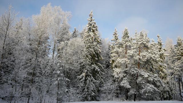 Зимний лес. Фото Свободно для коммерческого использования, Атрибуция не требуется. Бесплатное стоковое фото для свободного скачивания