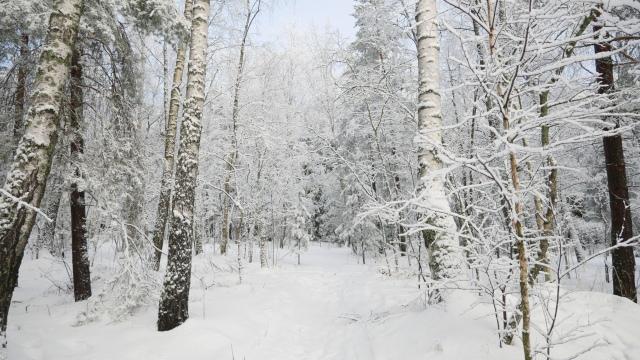 Зимний лес (8). Фото Свободно для коммерческого использования, Атрибуция не требуется. Бесплатное стоковое фото для свободного скачивания