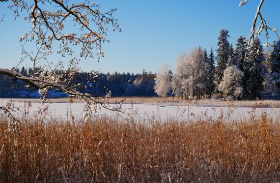 Зимний лес. Фото Free for commercial use, No attribution required. Бесплатное стоковое фото для свободного скачивания