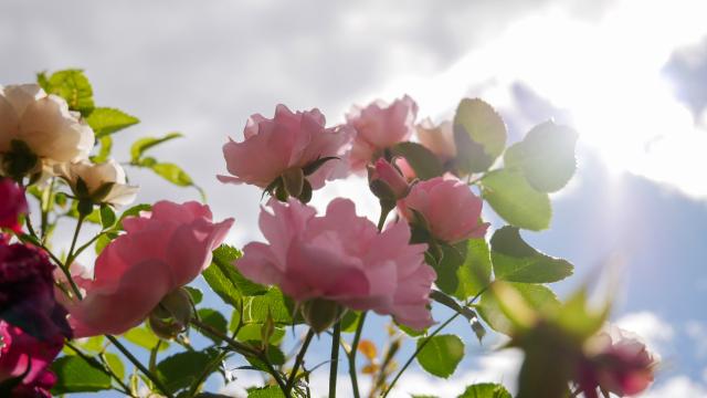 Розовые цветы. Фото Free for commercial use, No attribution required. Бесплатное стоковое фото для свободного скачивания
