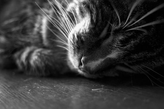 кошка котенок. Фото Free for commercial use, No attribution required. Бесплатное стоковое фото для свободного скачивания