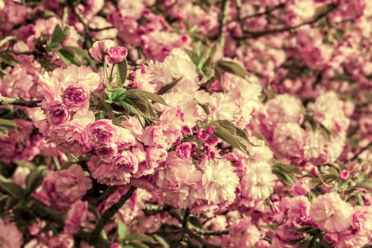 Розовые распустившиеся цветы сакуры. Фото Free for commercial use, No attribution required. Бесплатное стоковое фото для свободного скачивания