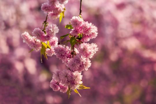 Розовые цветы ветвей сакуры. Фото Free for commercial use, No attribution required. Бесплатное стоковое фото для свободного скачивания