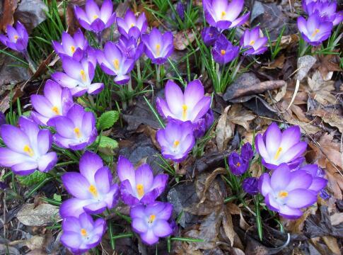 крокусы, цветущие весной. Фото Free for commercial use, No attribution required. Бесплатное стоковое фото для свободного скачивания