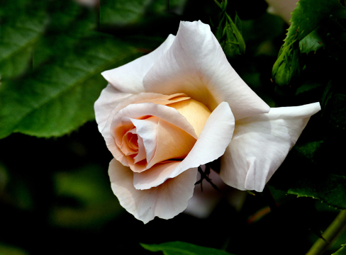 Светлая роза. Фото Свободно для коммерческого использования, Атрибуция не требуется. Бесплатное стоковое фото для свободного скачивания