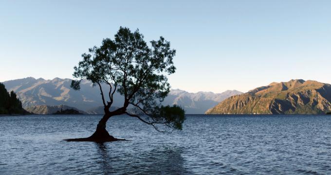 Дерево в озере. Фото Free for commercial use, No attribution required. Бесплатное стоковое фото для свободного скачивания