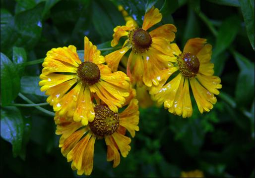 Желтые цветы в дождь. Фото Свободно для коммерческого использования, Атрибуция не требуется. Бесплатное стоковое фото для свободного скачивания