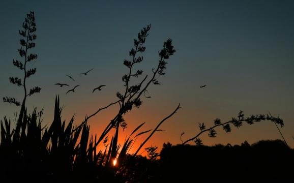 Птицы летят на закате. Фото Free for commercial use, No attribution required. Бесплатное стоковое фото для свободного скачивания