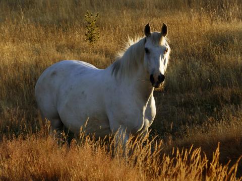 Белая лошадь на пастбище. Фото Free for commercial use, No attribution required. Бесплатное стоковое фото для свободного скачивания