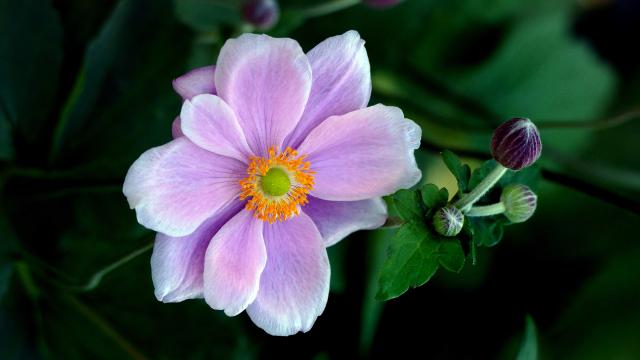 Фиолетовый цветок (2). Фото Свободно для коммерческого использования, Атрибуция не требуется. Бесплатное стоковое фото для свободного скачивания