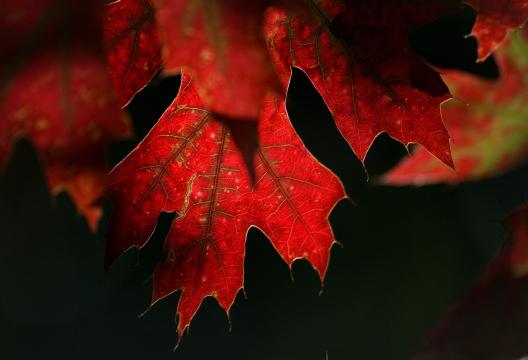 Красные осенние листья. Фото Свободно для коммерческого использования, Атрибуция не требуется. Бесплатное стоковое фото для свободного скачивания
