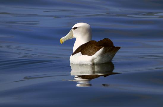 Птица, плывущая по воде. Фото Свободно для коммерческого использования, Атрибуция не требуется. Бесплатное стоковое фото для свободного скачивания