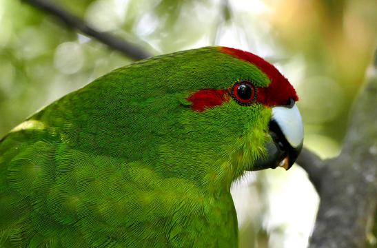 Зеленый попугай. Фото Свободно для коммерческого использования, Атрибуция не требуется. Бесплатное стоковое фото для свободного скачивания