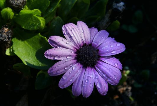 Фиолетовый цветок (6). Фото Свободно для коммерческого использования, Атрибуция не требуется. Бесплатное стоковое фото для свободного скачивания