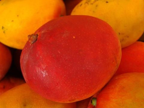Бразильское манго. Фото Free for commercial use, No attribution required. Бесплатное стоковое фото для свободного скачивания