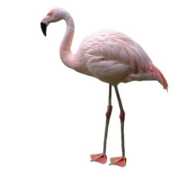 Розовый фламинго (2). Фото Свободно для коммерческого использования, Атрибуция не требуется. Бесплатное стоковое фото для свободного скачивания