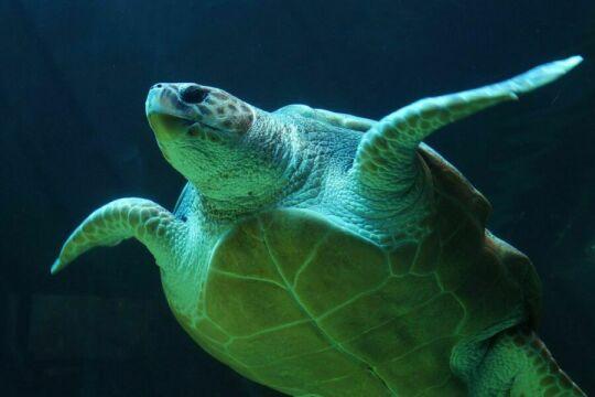 Подводная морская черепаха. Фото Free for commercial use, No attribution required. Бесплатное стоковое фото для свободного скачивания