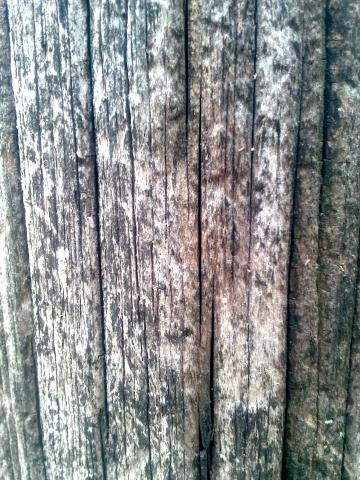 Текстура древесины (7). Фото Свободно для коммерческого использования, Атрибуция не требуется. Бесплатное стоковое фото для свободного скачивания
