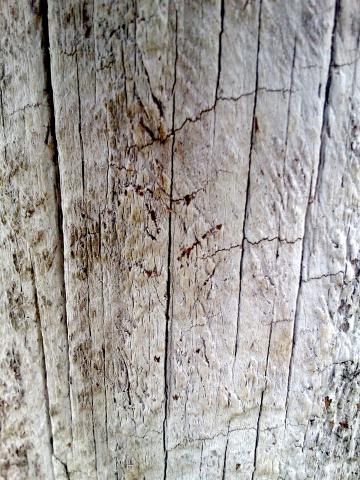 Текстура древесины (8). Фото Свободно для коммерческого использования, Атрибуция не требуется. Бесплатное стоковое фото для свободного скачивания