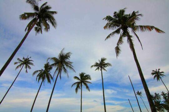 Пальмы. Голубое небо. Фото Free for commercial use, No attribution required. Бесплатное стоковое фото для свободного скачивания