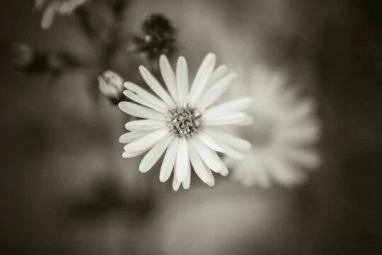 Черный белый цветок. Фото Free for commercial use, No attribution required. Бесплатное стоковое фото для свободного скачивания