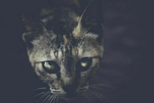 Черная кошка. Фото Свободно для коммерческого использования, Атрибуция не требуется. Бесплатное стоковое фото для свободного скачивания