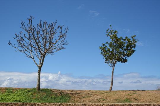 Два дерева. Фото Free for commercial use, No attribution required. Бесплатное стоковое фото для свободного скачивания