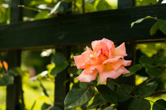 Розовая роза (13). Фото Свободно для коммерческого использования, Атрибуция не требуется. Бесплатное стоковое фото для свободного скачивания