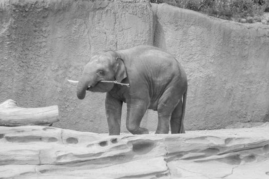 Слон. Фото Свободно для коммерческого использования, Атрибуция не требуется. Бесплатное стоковое фото для свободного скачивания