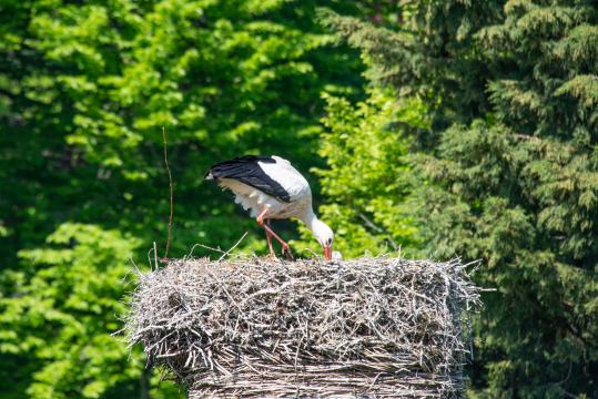 Аист в  гнезде. Фото Свободно для коммерческого использования, Атрибуция не требуется. Бесплатное стоковое фото для свободного скачивания