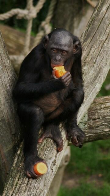 Шимпанзе (2). Фото Свободно для коммерческого использования, Атрибуция не требуется. Бесплатное стоковое фото для свободного скачивания