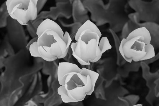 Черные и белые цветы. Фото Свободно для коммерческого использования, Атрибуция не требуется. Бесплатное стоковое фото для свободного скачивания