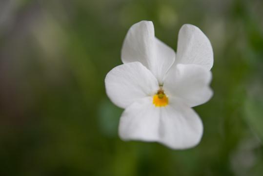 Белый цветок (14). Фото Свободно для коммерческого использования, Атрибуция не требуется. Бесплатное стоковое фото для свободного скачивания