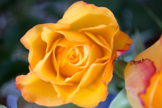Оранжевая роза. Фото Свободно для коммерческого использования, Атрибуция не требуется. Бесплатное стоковое фото для свободного скачивания