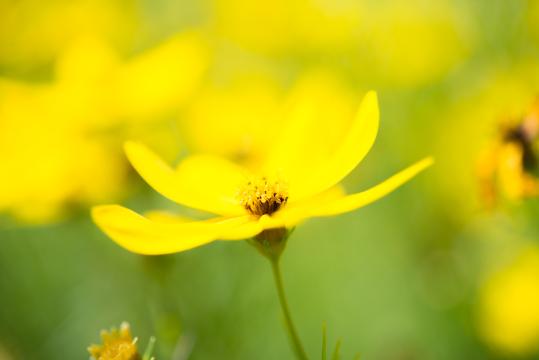 Желтый цветок (25). Фото Свободно для коммерческого использования, Атрибуция не требуется. Бесплатное стоковое фото для свободного скачивания