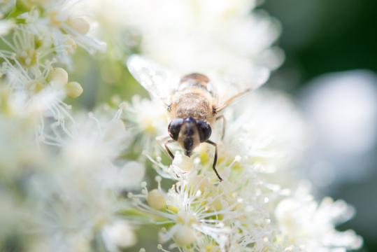Пчела на цветке. Фото Free for commercial use, No attribution required. Бесплатное стоковое фото для свободного скачивания