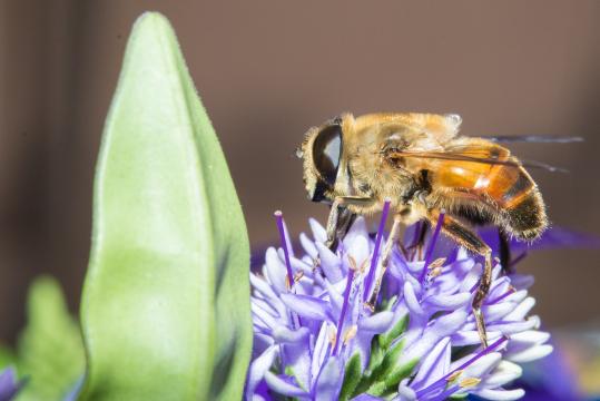 Пчела (4). Фото Свободно для коммерческого использования, Атрибуция не требуется. Бесплатное стоковое фото для свободного скачивания