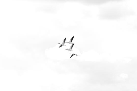 Птицы, летящие высоко. Фото Free for commercial use, No attribution required. Бесплатное стоковое фото для свободного скачивания
