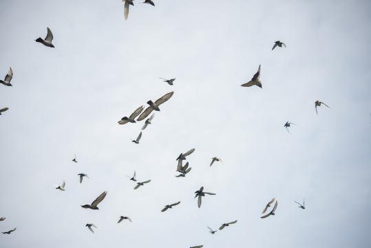 Птицы в небе. Фото Free for commercial use, No attribution required. Бесплатное стоковое фото для свободного скачивания