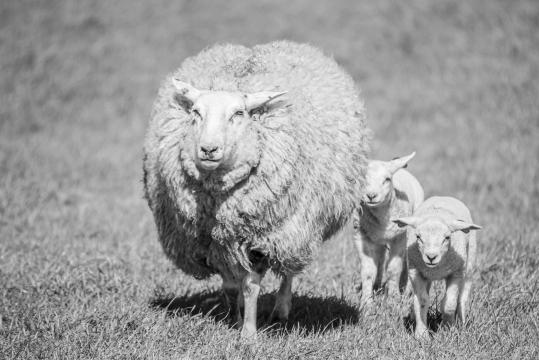 Овцы в черно-белом. Фото Free for commercial use, No attribution required. Бесплатное стоковое фото для свободного скачивания