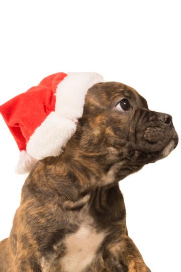 Рождественский щенок. Фото Free for commercial use, No attribution required. Бесплатное стоковое фото для свободного скачивания