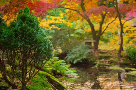 Японский сад. Фото Свободно для коммерческого использования, Атрибуция не требуется. Бесплатное стоковое фото для свободного скачивания